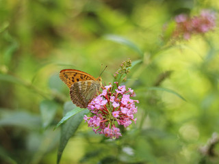 butterfly feeding on Buddleia flower (also known as Butterfly bush, orange eye and summer lilac)