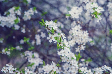 Flowering tree branches in the spring garden.