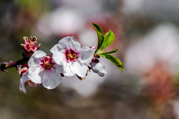Almond flowers (prunus dulcis) blooming with sunlight 