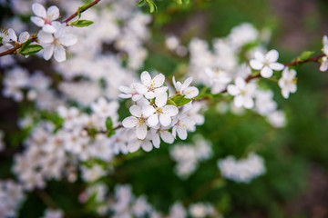 Flowering tree branches in the spring garden.