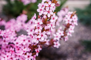 Pink flowers on a spring tree.