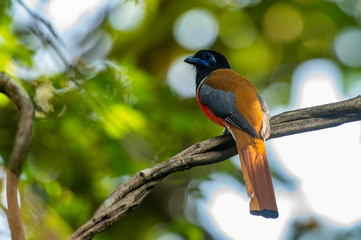 Malabar Trogon, Harpactes fasciatus, Goa, India.