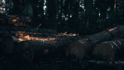 Forest