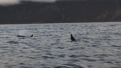 orcas and humpback whales hunting for herrings in the fjords of Norway in winter