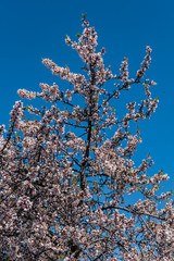 Almond tree branches (prunus dulcis), flowers blooming with blue sky background