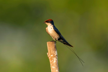 Wire-tailed swallow, Hirundo smithii, Ghansoli, Maharashtra, India.