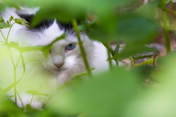 Feral Cat Lurking Hunting or Hiding in Bushes