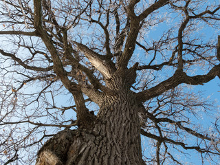 Fototapeta na wymiar old oak against blue sky in winter