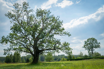 Oak tree in summer standing alone in a field against a blue sky 
