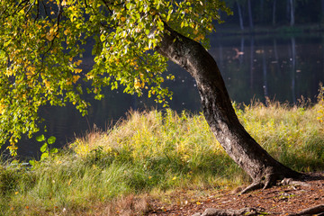 Old crooked birch tree near forst lake landscape