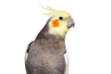 Adult male pretty cockatiel on white background isolated