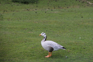 a bar headed goose macro in a green meadow