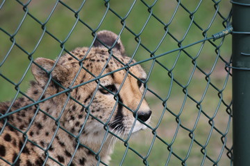 a cheetah head closeup behing a fence in the zoo