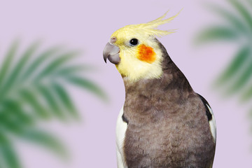 Adult male pretty cockatiel on pink background with tropical leaves. Cute parrot