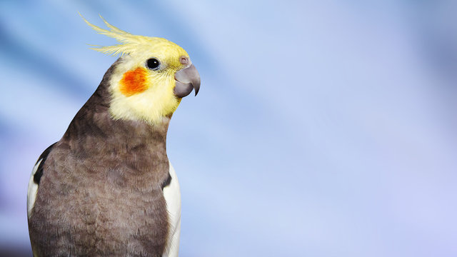 Adult male pretty cockatiel on blue background. Cute parrot