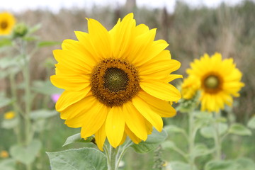 Naklejka premium a yellow flowering sunflower closeup in a flower buffer strip in summer