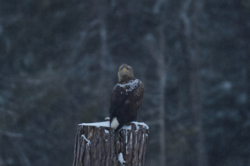 Eagle in low light. Eagle late in snowfall late at night.