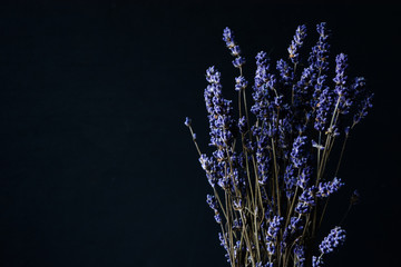 Lavender flowers background, free space 