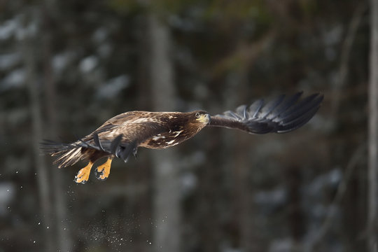 eagle in flight with forest background