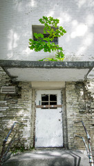 Determination. Tree grows on the cement roof of an abandoned building in vertical orientation.