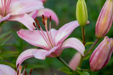 Fototapeta premium Blooms pink Lily in the garden