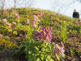 Obraz premium Small purple flowers on the hillside