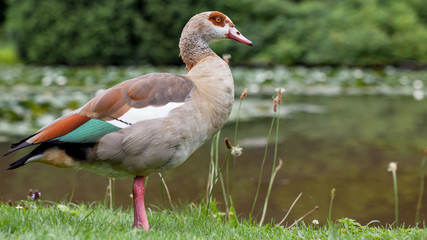 A beautiful goose with green brown feathers stands by the lake. © Dipix