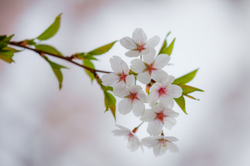 A delicate branch with cherry blossoms and green little leaves.