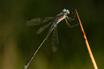 Dragonfly