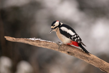 Great spotted Woodpecker in wintersnow