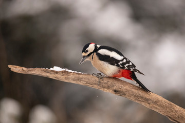 Great spotted Woodpecker in wintersnow