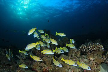 Obraz na płótnie Canvas Fish on underwater coral reef 
