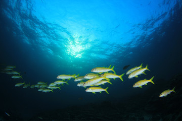 Obraz na płótnie Canvas Fish on underwater coral reef 