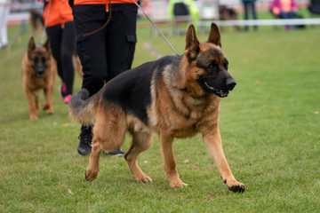 German shepherds during demonstration at an exhibition of dogs