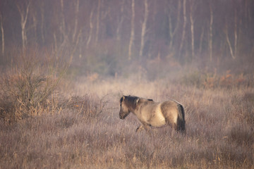 Konik horses © Gert Hilbink