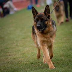 German shepherds during demonstration at an exhibition of dogs