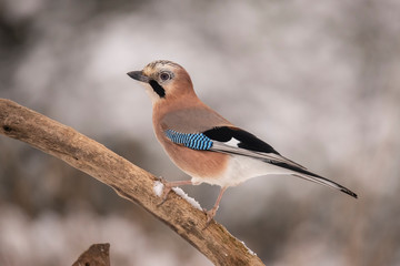 Jay, Garrulus glandarius