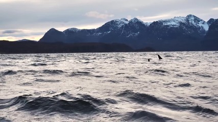 orcas and humpback whales hunting for herrings in the fjords of Norway in winter