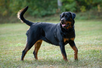 German Rottweiler dog fun running on the grass drifts.