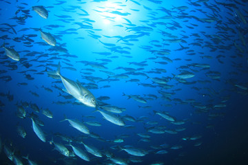 Tuna and sardines fish in ocean