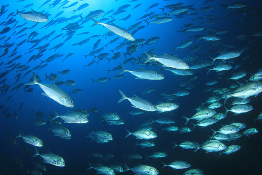 Tuna and sardines fish in ocean