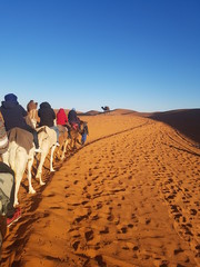 SAHARA CAMEL