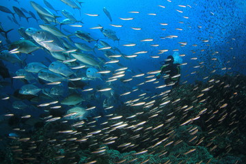 Fototapeta na wymiar Scuba divers, fish and coral reef underwater 