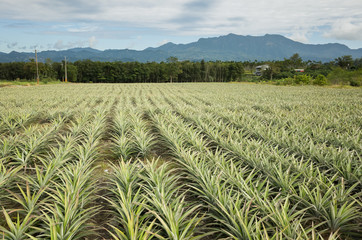 pineapple farm with sky