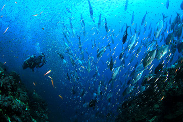 Fototapeta na wymiar Scuba divers, fish and coral reef underwater 