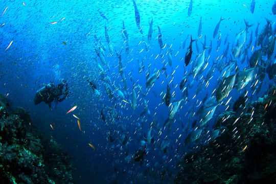 Scuba divers, fish and coral reef underwater 