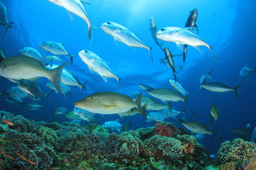 Fototapeta na wymiar Tuna and sardines fish in ocean