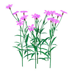 Fototapeta na wymiar 3D Rendering Dianthus Flowers on White