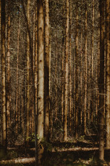 wood texture background