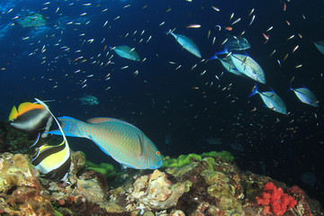Naklejka na ściany i meble Fish on underwater coral reef 